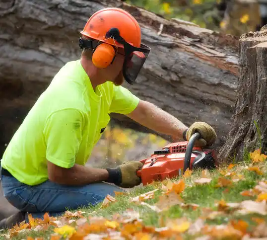 tree services North Bay Shore